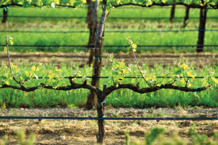 Spur pruned grapevine, with drip irrigation in Napa Valley Vineyard, California. Drip emitters are placed&hellip;